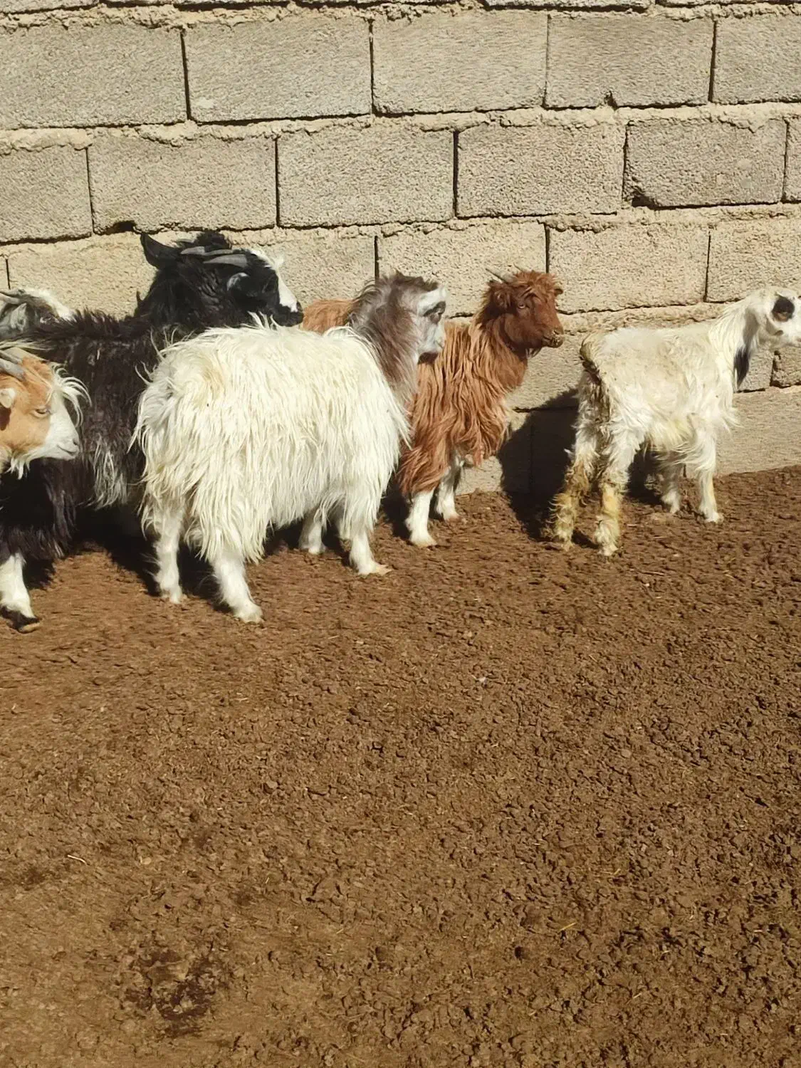 نر کره ماده کره|حیوانات مزرعه|کرمان, |دیوار