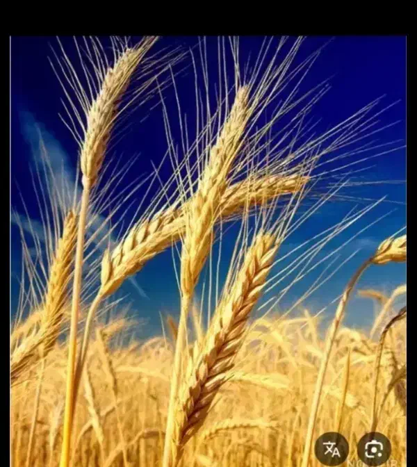 گندوم|لوازم جانبی حیوانات|ایذه, |دیوار