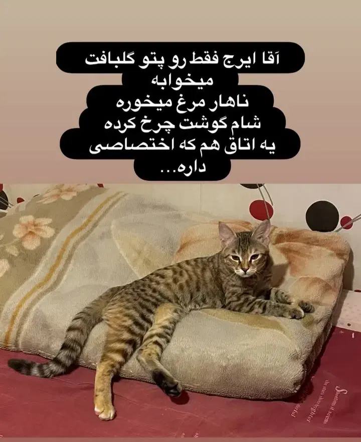 واگذاری گربه|گربه|کرمانشاه, |دیوار