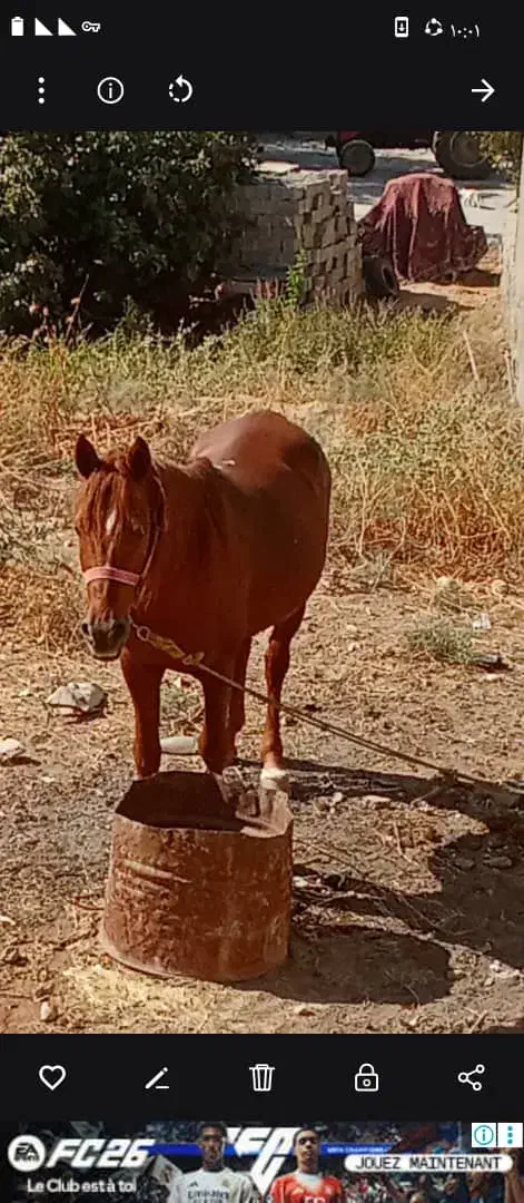 اسب|حیوانات مزرعه|دهدشت, |دیوار