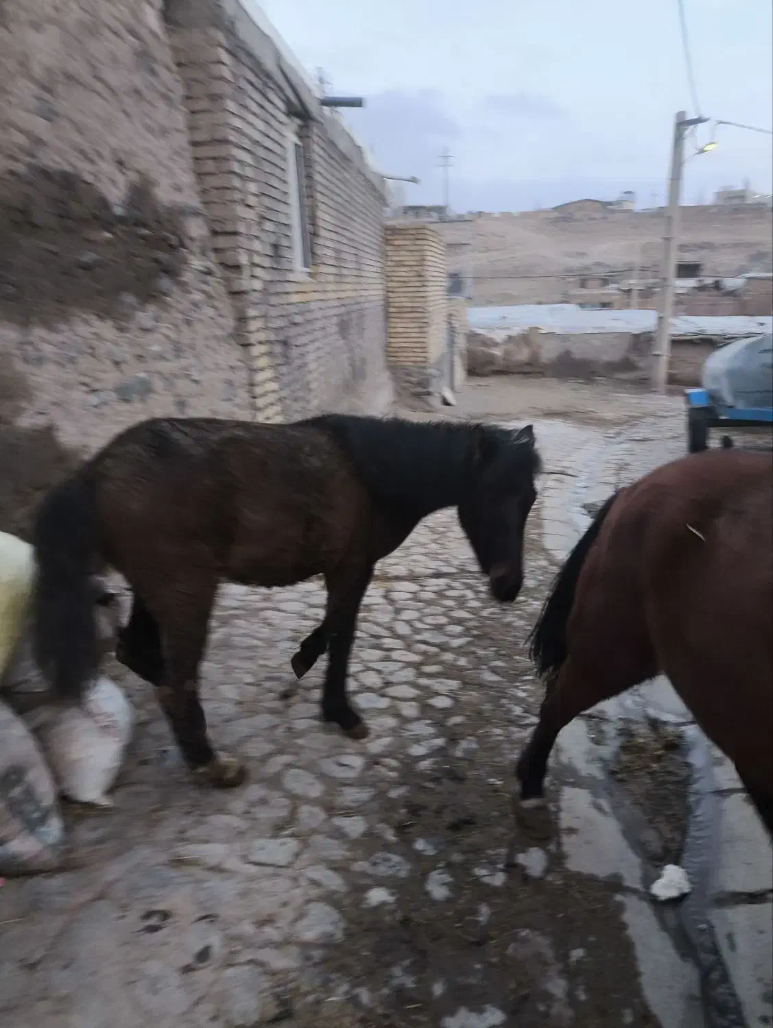 اسب نریان|اسب و تجهیزات اسب‌سواری|زنجان, |دیوار