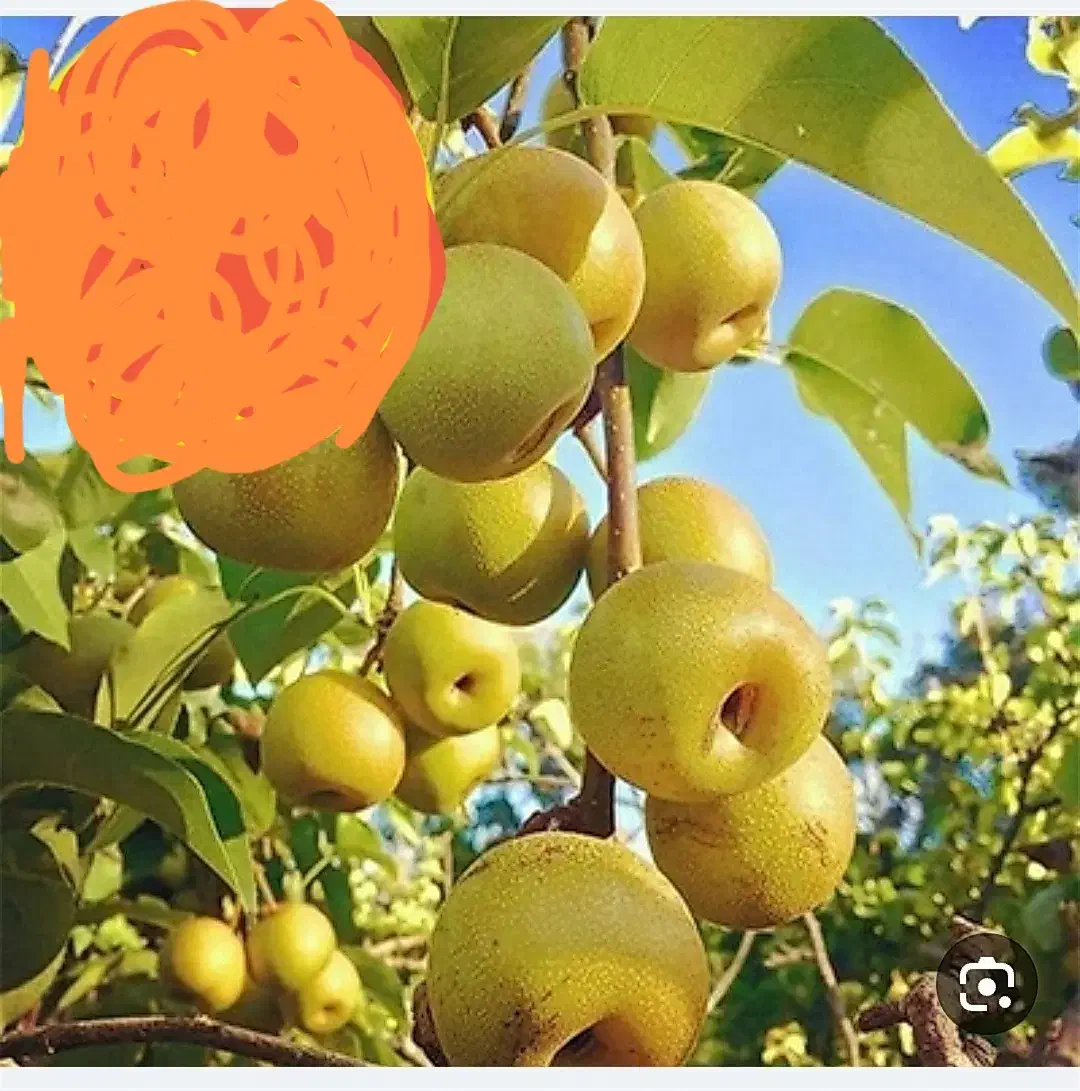 فروش درخت|خدمات باغبانی و درختکاری|رحیم‌آباد, |دیوار