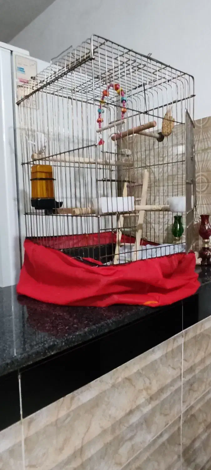 عروس هلندی نر جوان یک ساله و زیبا و خوشرنگ|پرنده|پیرانشهر, |دیوار