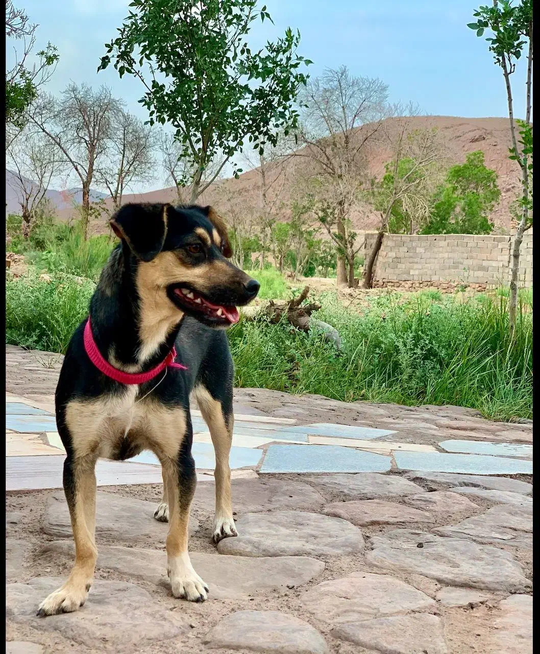 سگ ماده|سگ|تربت‌حیدریه, قائم|دیوار