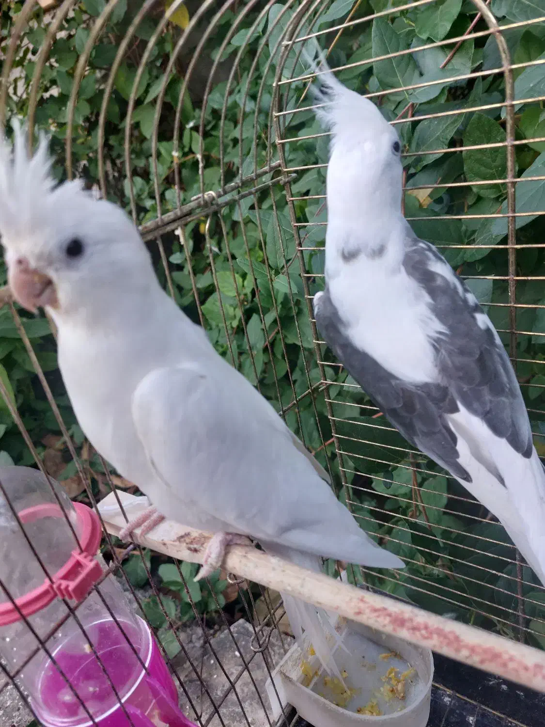 دو جفت عروس هلندی مولد|پرنده|اهر, |دیوار