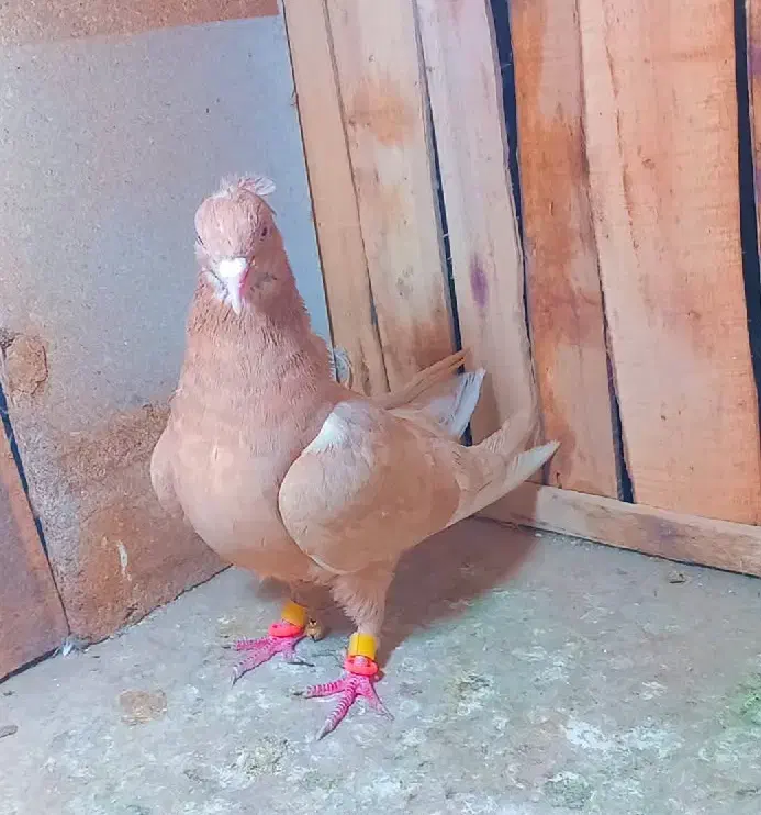 کفتر بی نظیر|پرنده|روداب, |دیوار