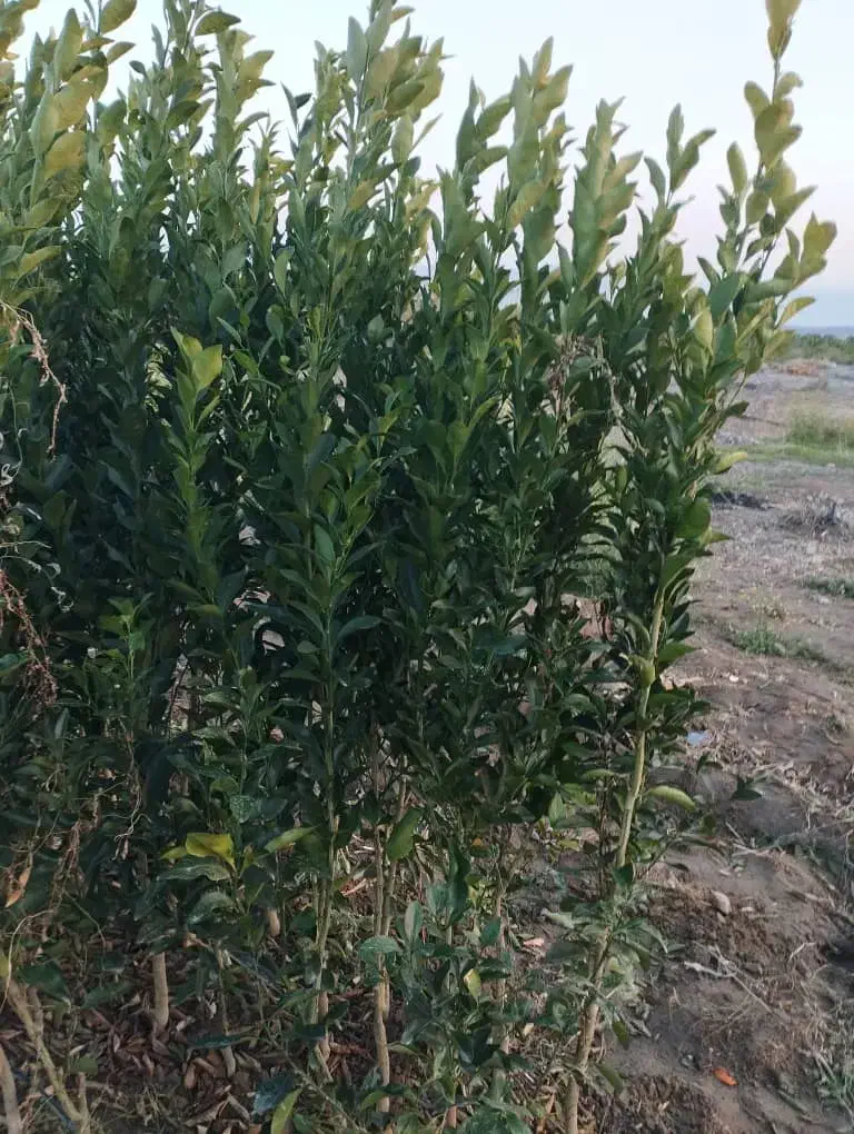 فروش پاجوش نخل ونهال مرکبات.دادالهی|خدمات باغبانی و درختکاری|آران و بیدگل, |دیوار