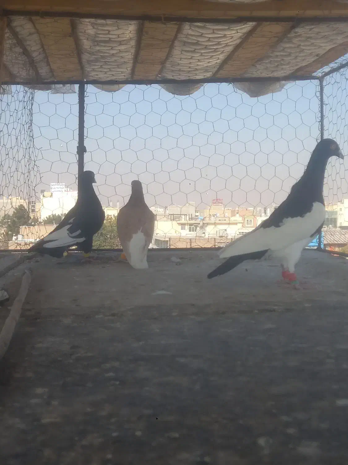 سه تا کبوتر پرشی  دونه ۵۰۰|پرنده|تاکستان, |دیوار