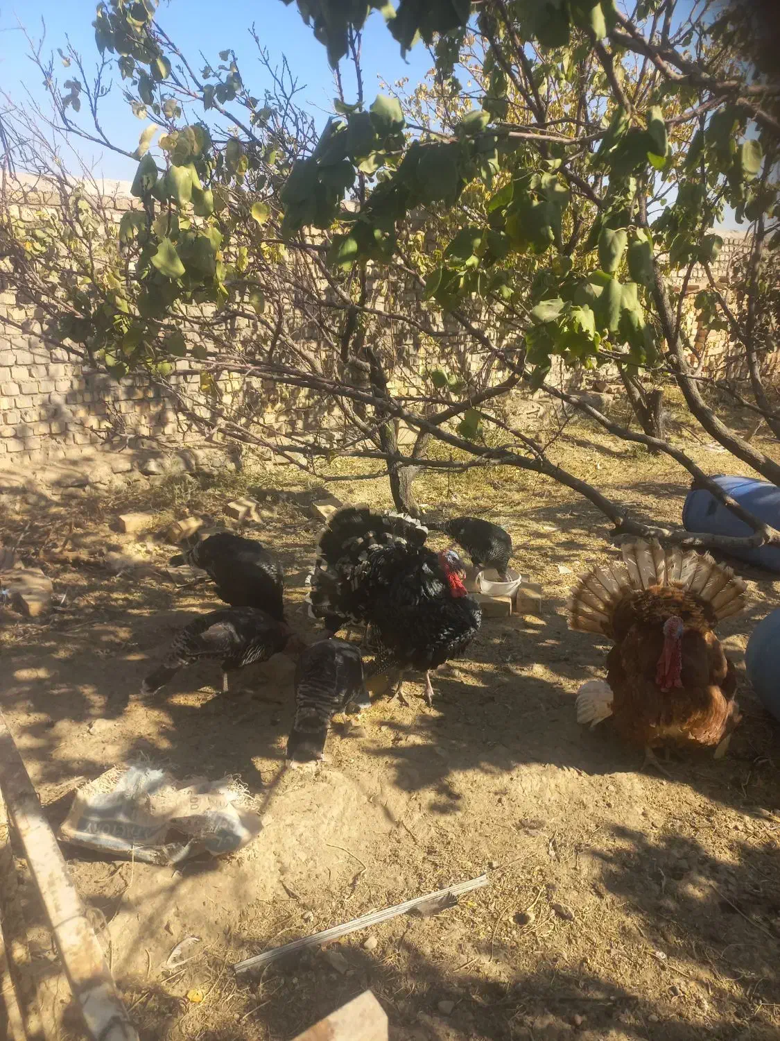 بوقلمون برنز|حیوانات مزرعه|کهک, |دیوار