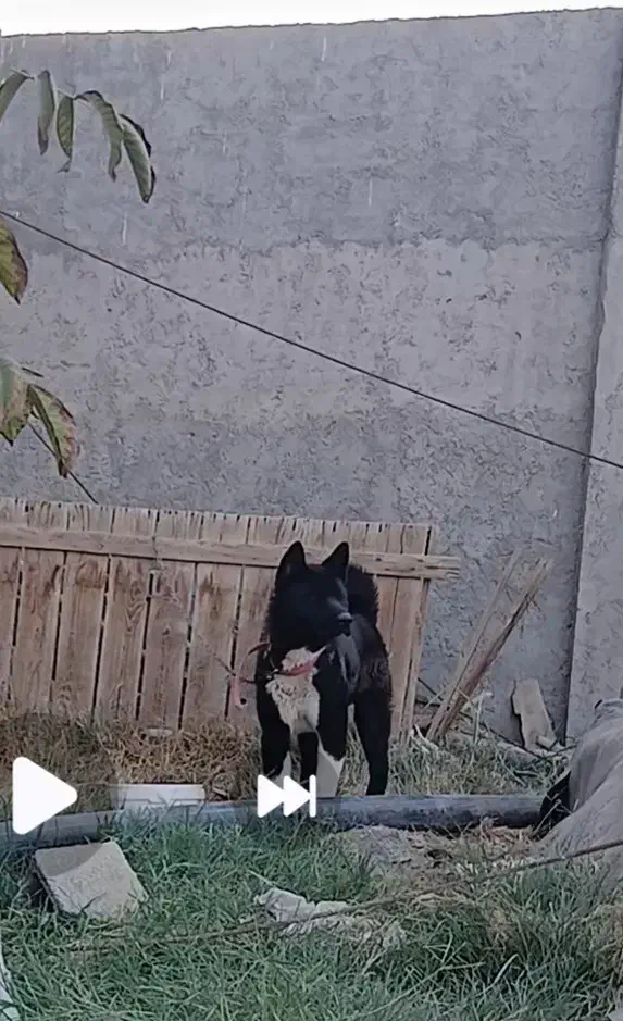 امریکن اکیتا رنگ خاص|سگ|فولادشهر, سایت صنعتی کاوه|دیوار