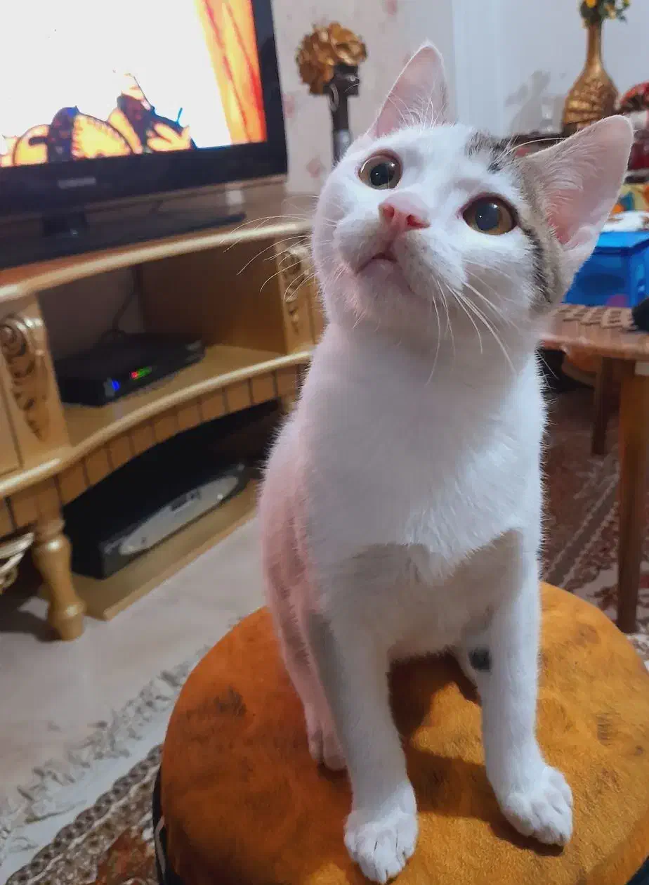 گربه نر dsh|گربه|لاهیجان, انقلاب|دیوار