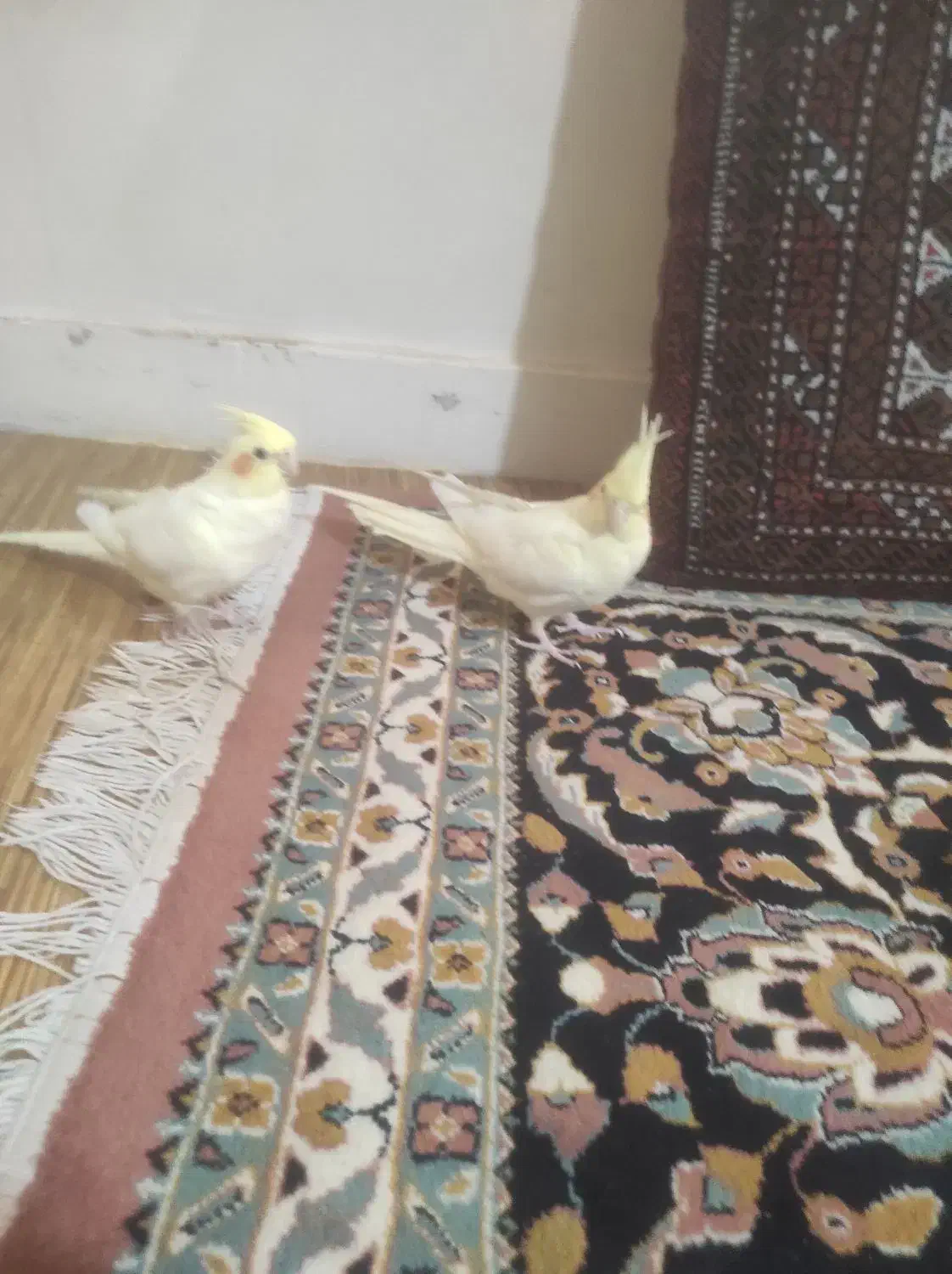 عروس هلندی|پرنده|کرج, حسن آباد|دیوار