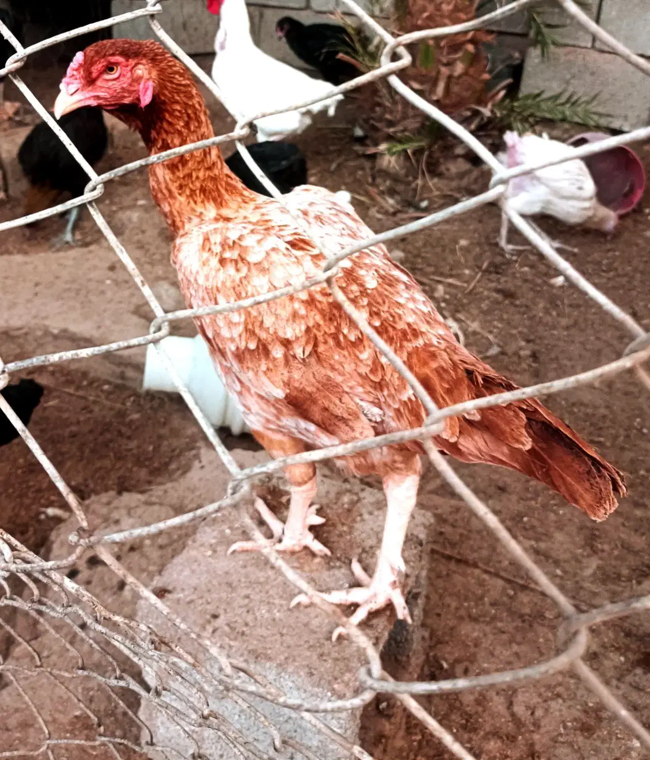 مرغ و خروس لاری|حیوانات مزرعه|بندرعباس, |دیوار