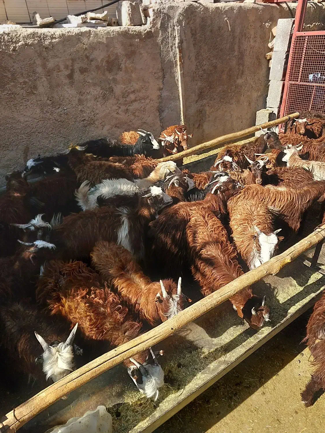 کهره خوشکل|حیوانات مزرعه|مرودشت, نقش رستم|دیوار