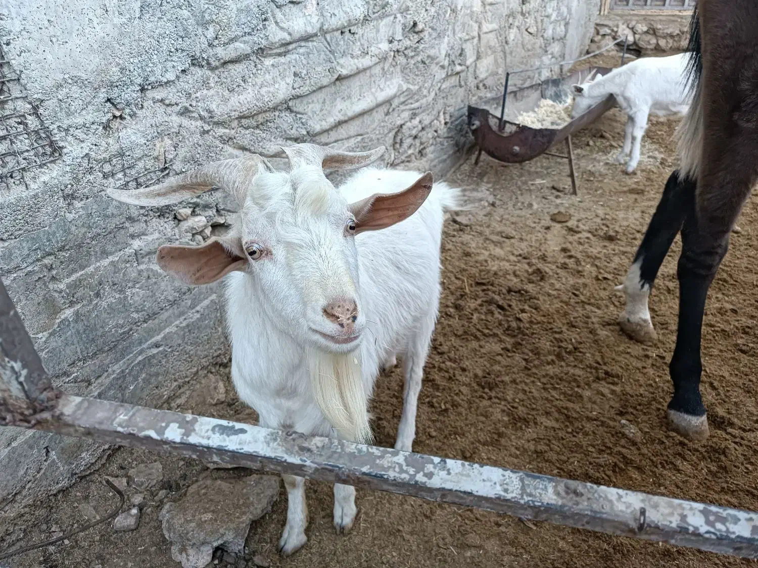 بز سانن|حیوانات مزرعه|صدرا-فارس, فاز ۲|دیوار