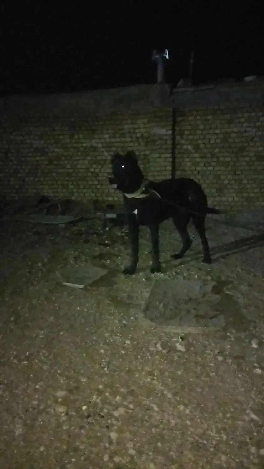 واگذاری سرابی ماده|سگ|کبودرآهنگ, |دیوار