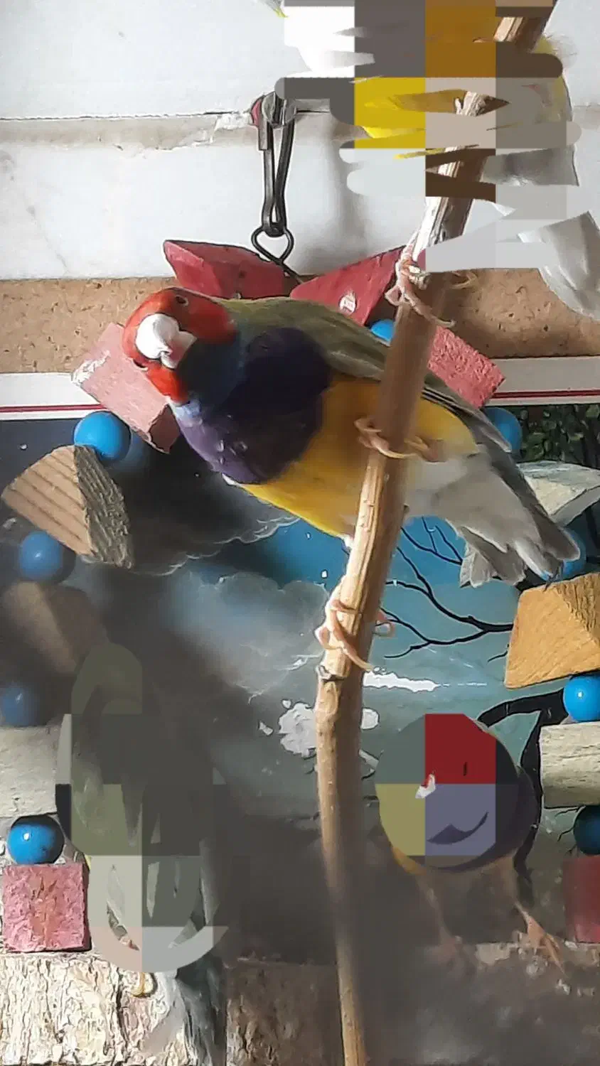 گلدین|پرنده|قم, انصارالحسین|دیوار