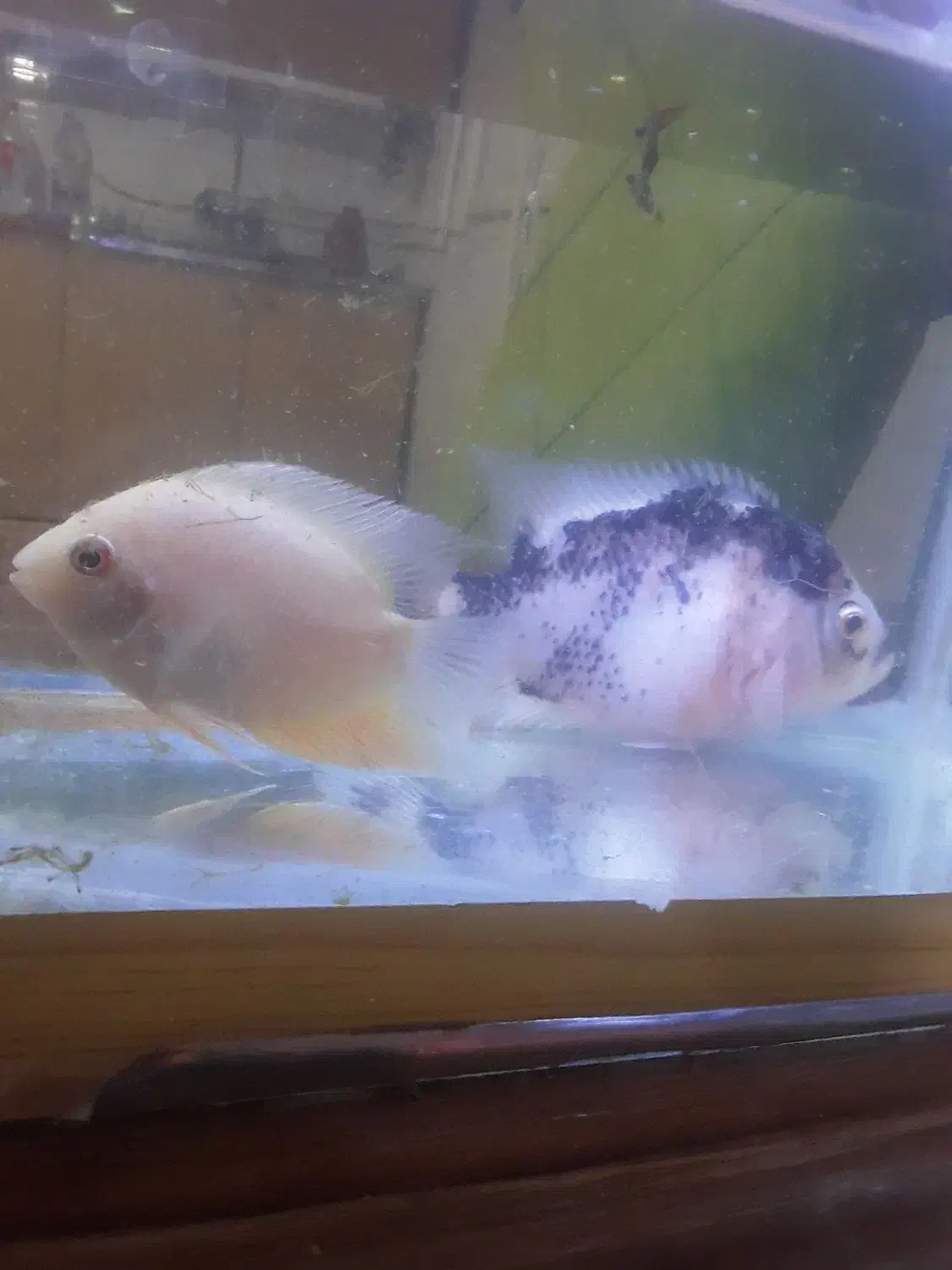 ماهی گوپی.|ماهی|قزوین, |دیوار