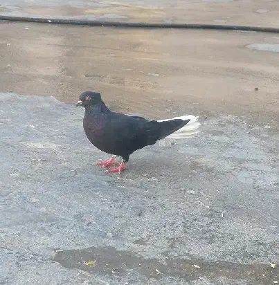 دم سفید نر|پرنده|باغ ملک, |دیوار