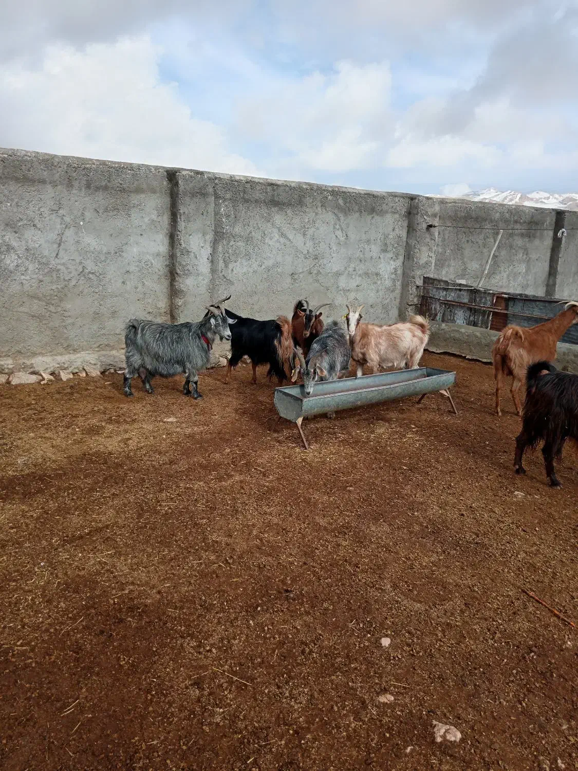 فروش دام داشتی فوری|حیوانات مزرعه|سمیرم, |دیوار