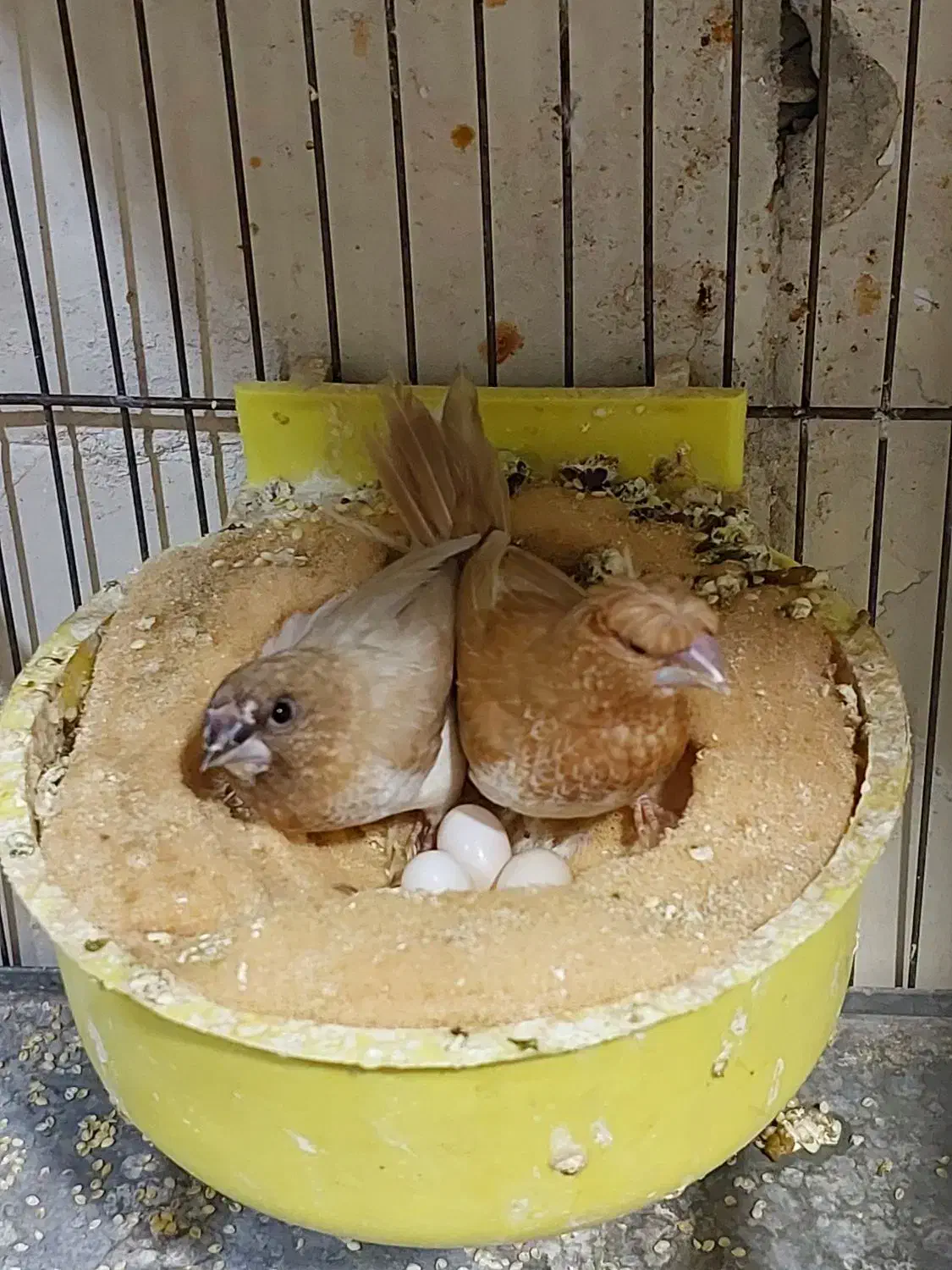 فنچ بنگالی جفت مولد|پرنده|تهران, شیوا|دیوار