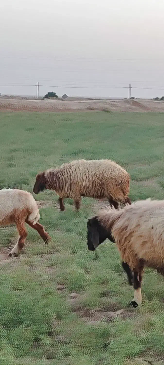 یک عدد ورندیل یا دجیجه ماده|حیوانات مزرعه|امیدیه, |دیوار