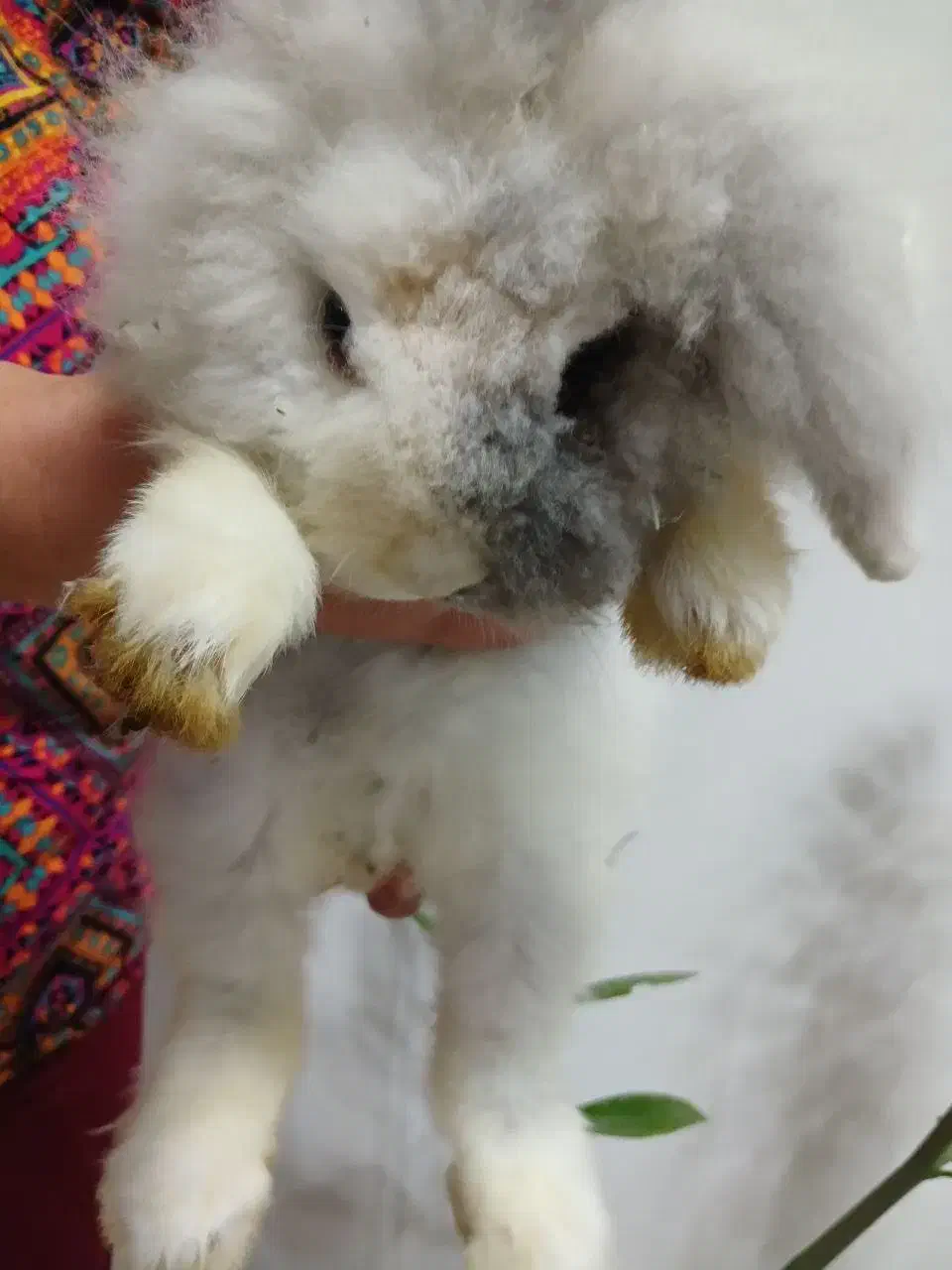 خرگوش لوپ نر|موش و خرگوش|بابل, |دیوار