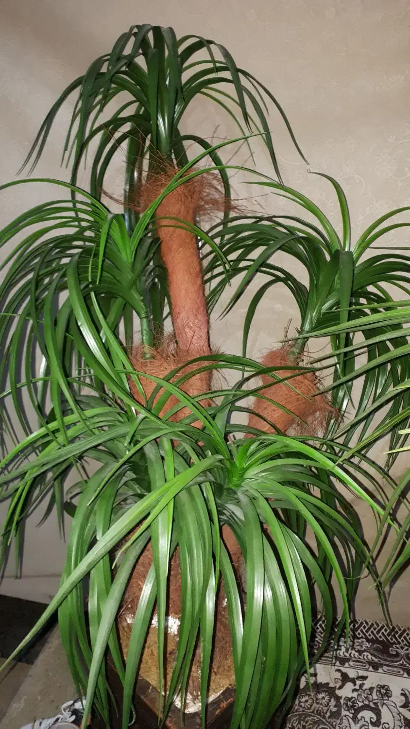 گل مصنوعی رنگ سبز|گل مصنوعی|آستانه اشرفیه, |دیوار