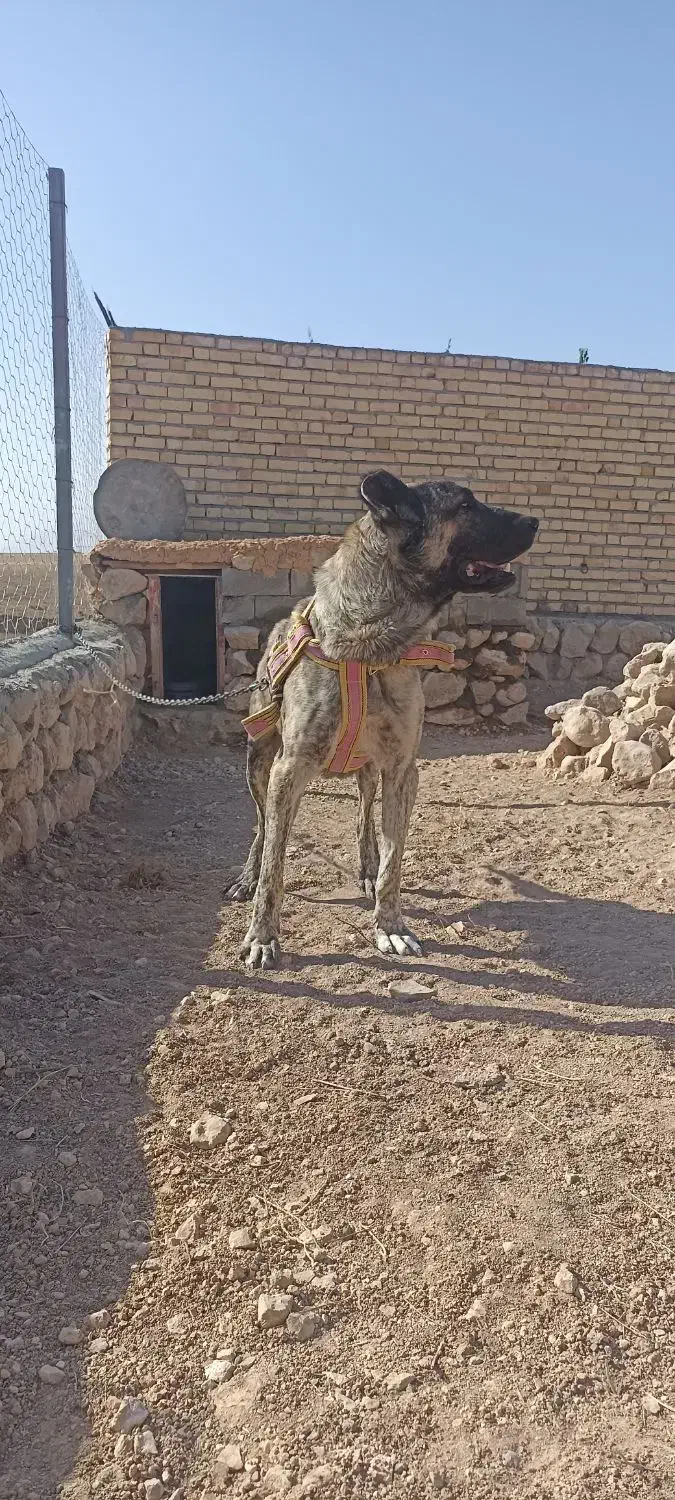 واگذاری سگ نژاد دار سراب|سگ|بجنورد, |دیوار