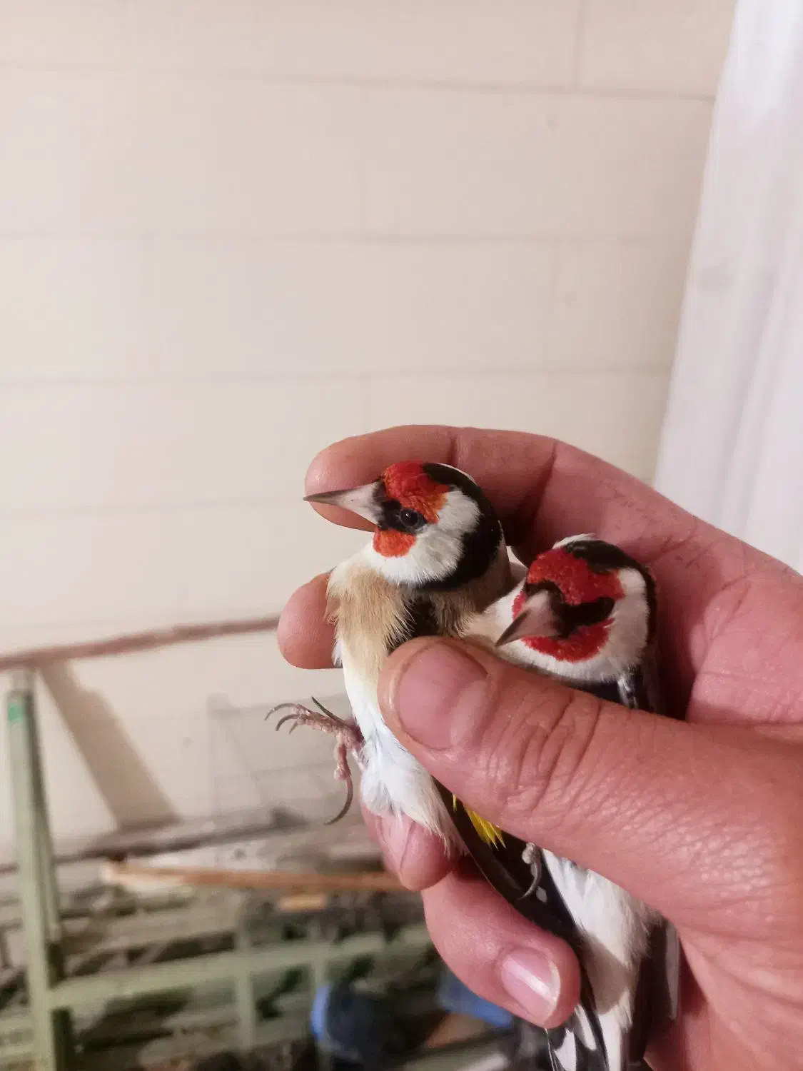 سهره|پرنده|تویسرکان, |دیوار