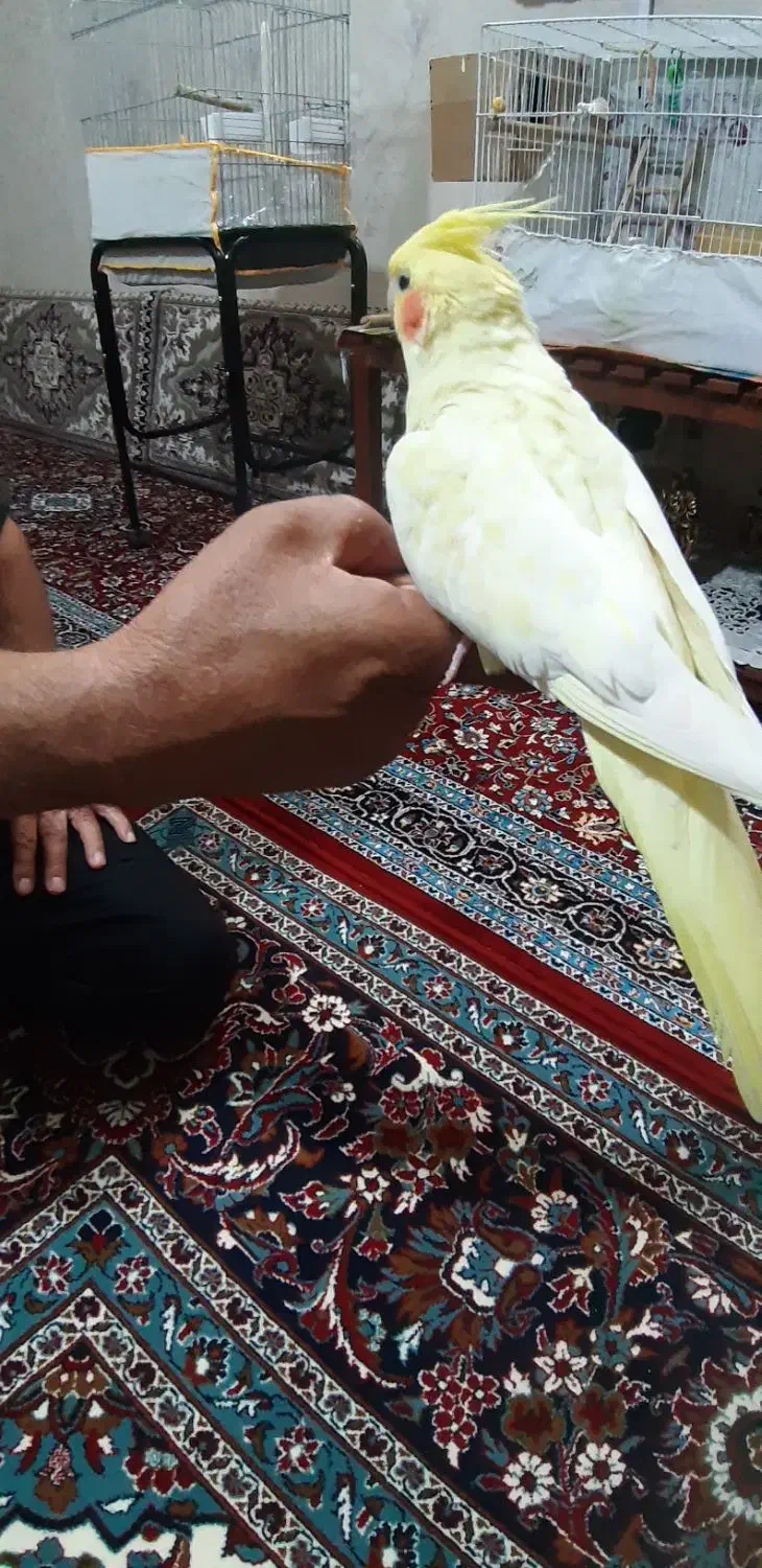 عروس هلندی|پرنده|مشهد, حجت|دیوار