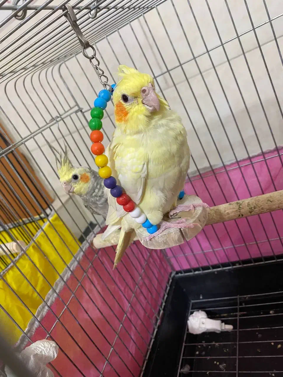 ۲عدد عروس هلندی|پرنده|اقبالیه, |دیوار