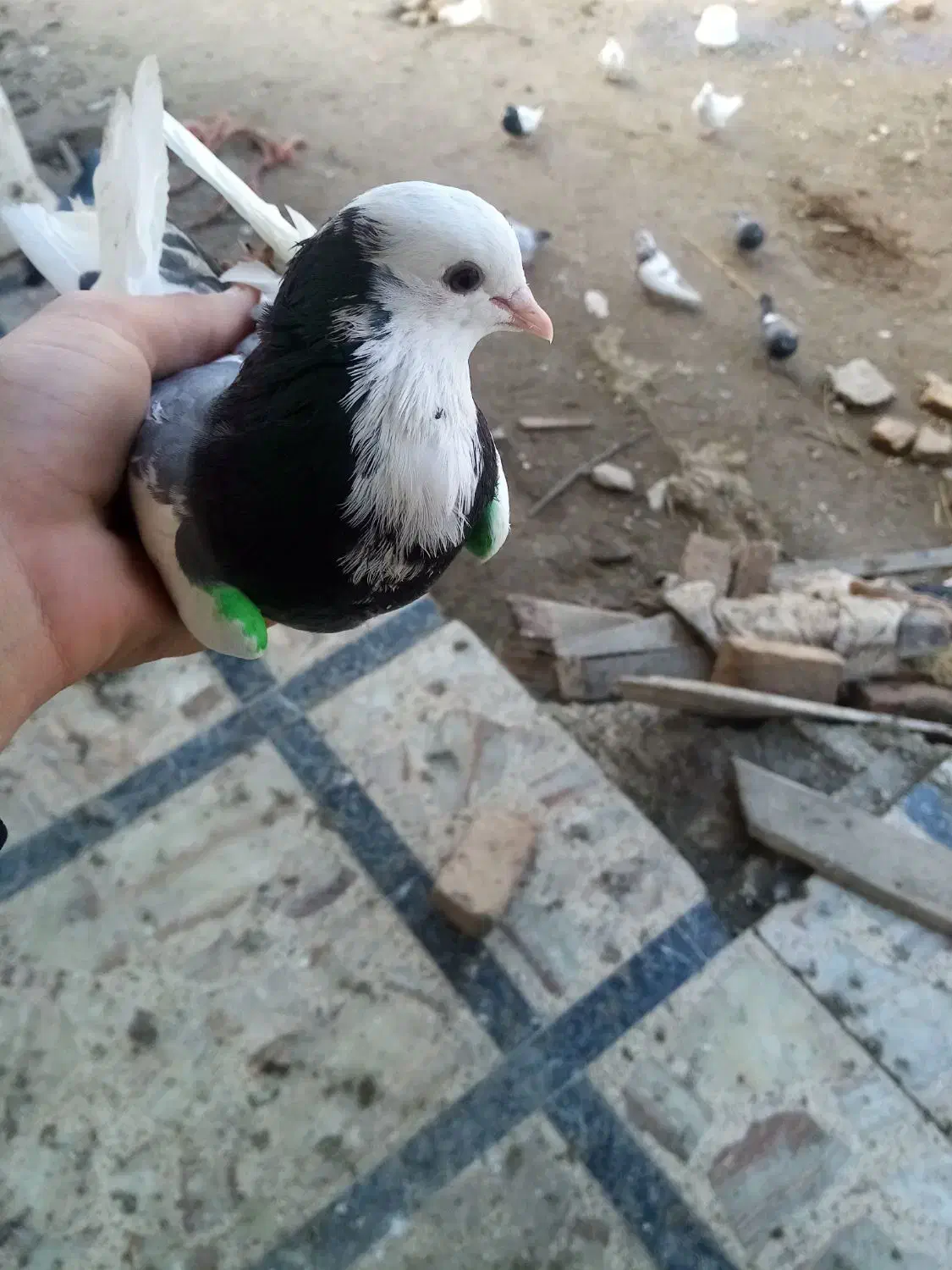 کبوتر|پرنده|سیمین شهر, |دیوار