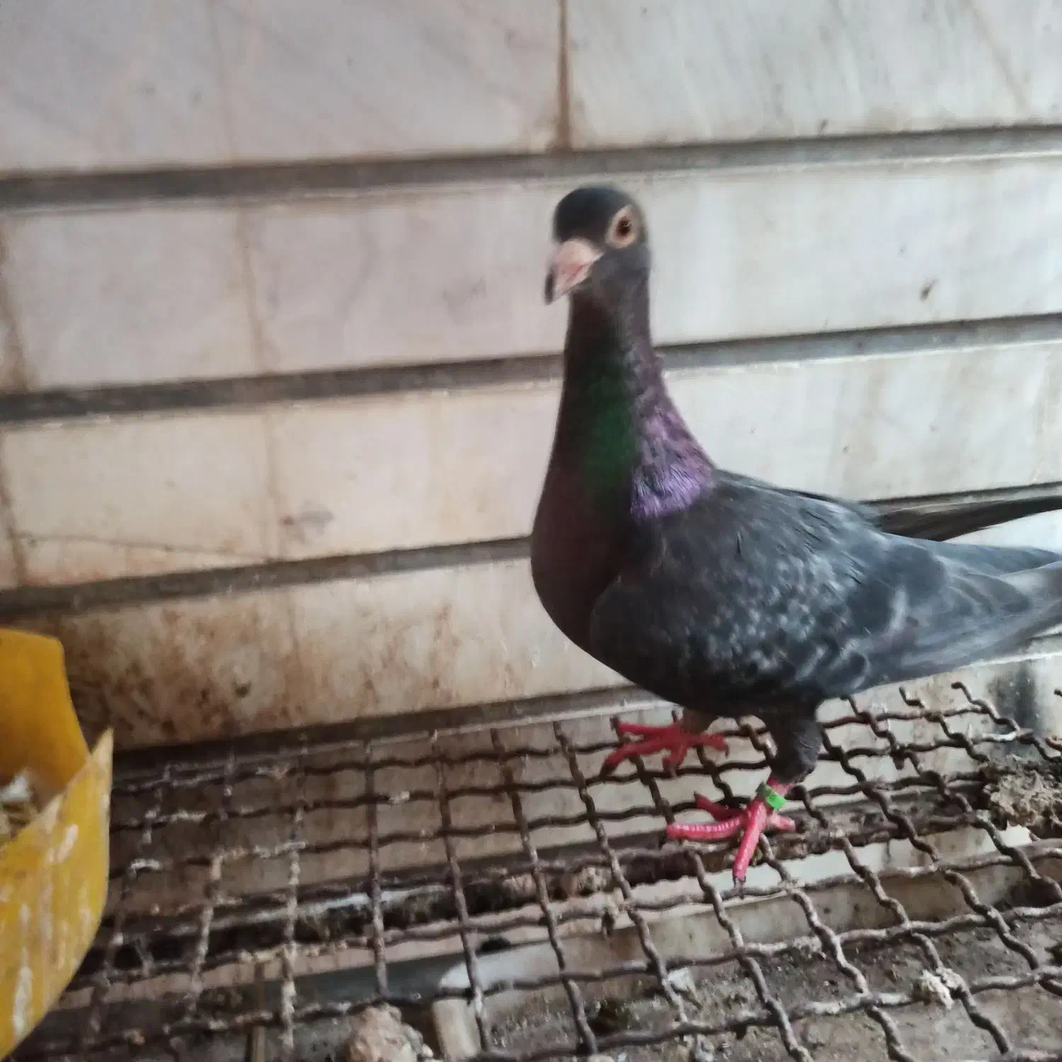 کبوتر بوشهر دشتستان|پرنده|شبانکاره, |دیوار