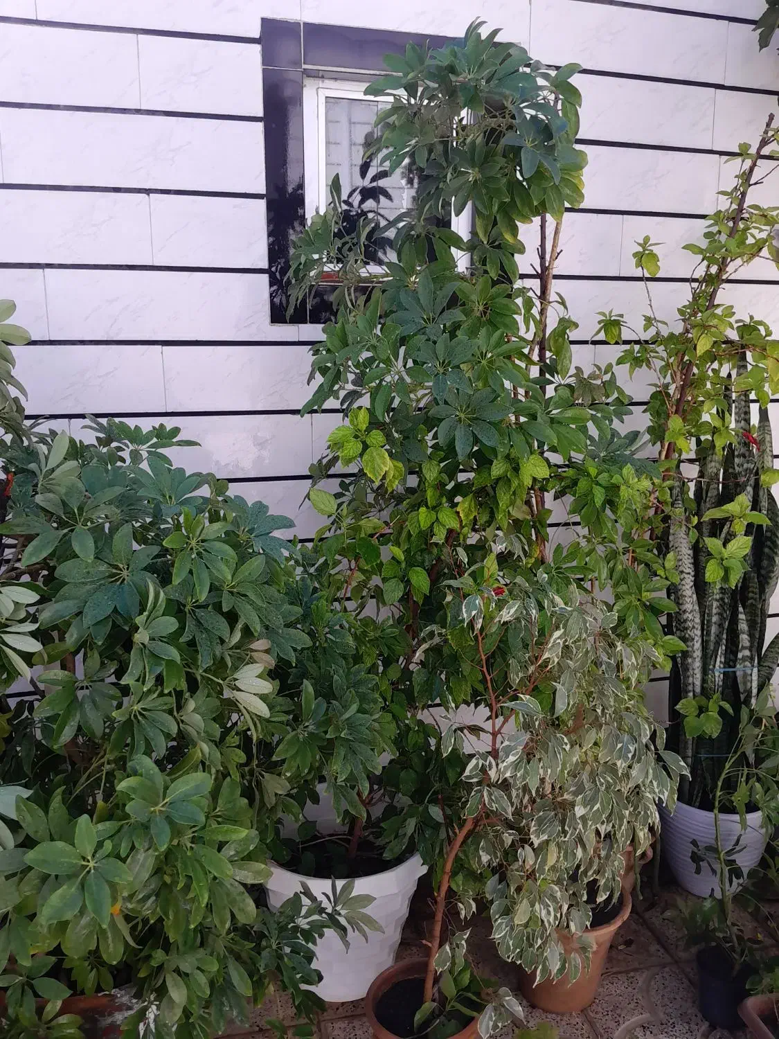 گل آپارتمانی|گل و گیاه طبیعی|کشکسرای, |دیوار