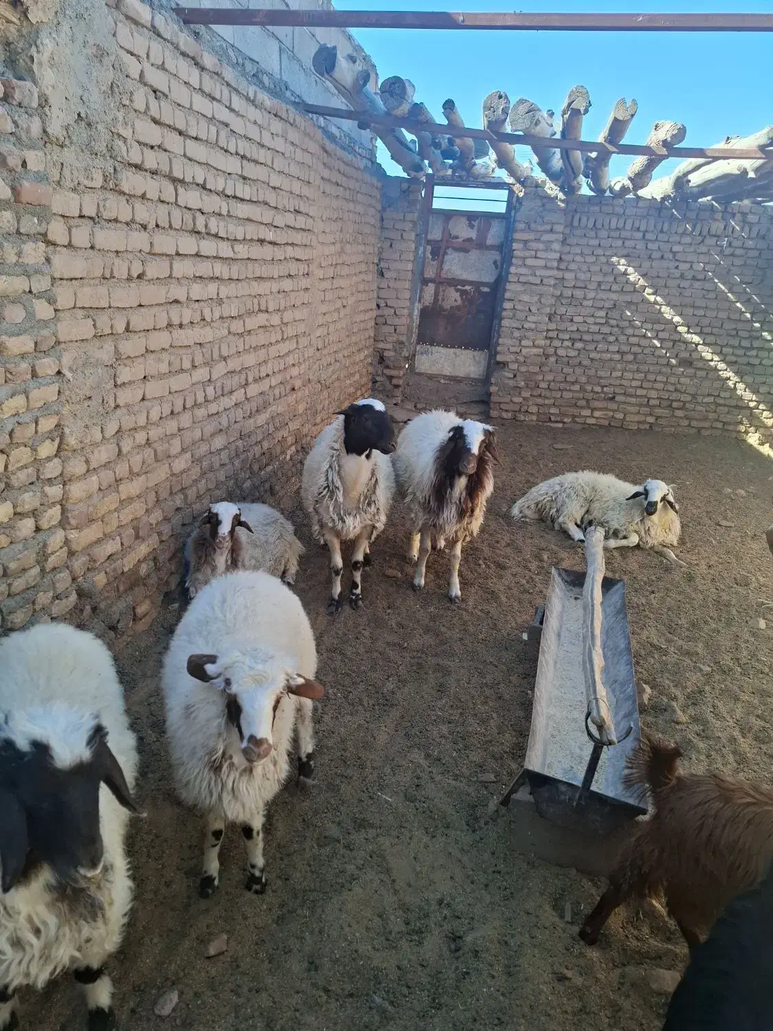 بره نر|حیوانات مزرعه|بیرجند, |دیوار