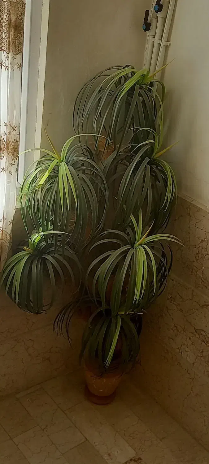 نخل مصنوعی|گل مصنوعی|اراک, |دیوار