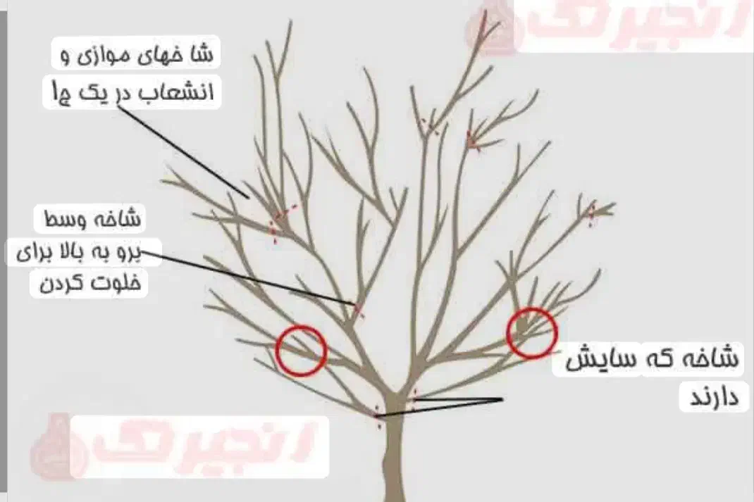 هرس کاری درخت|خدمات باغبانی و درختکاری|نوشین شهر, |دیوار