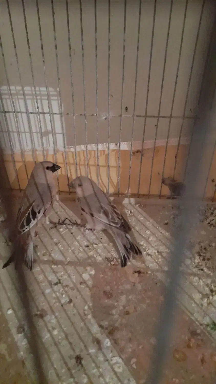 سهره خاکی|پرنده|شاهینشهر, گرگاب|دیوار