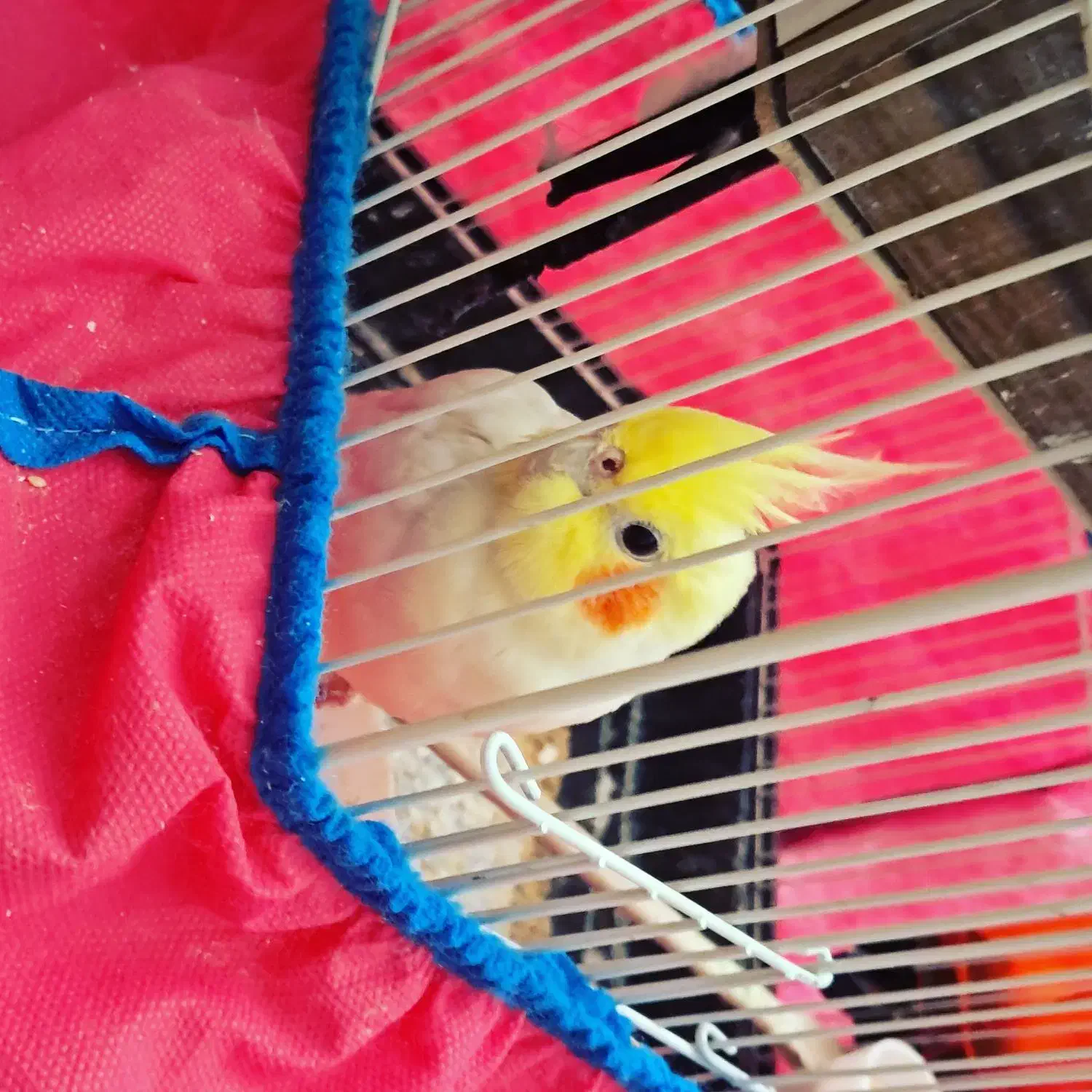 طوطی نر سالم سخنگو|پرنده|هشتگرد, فاز ۷ مهستان|دیوار