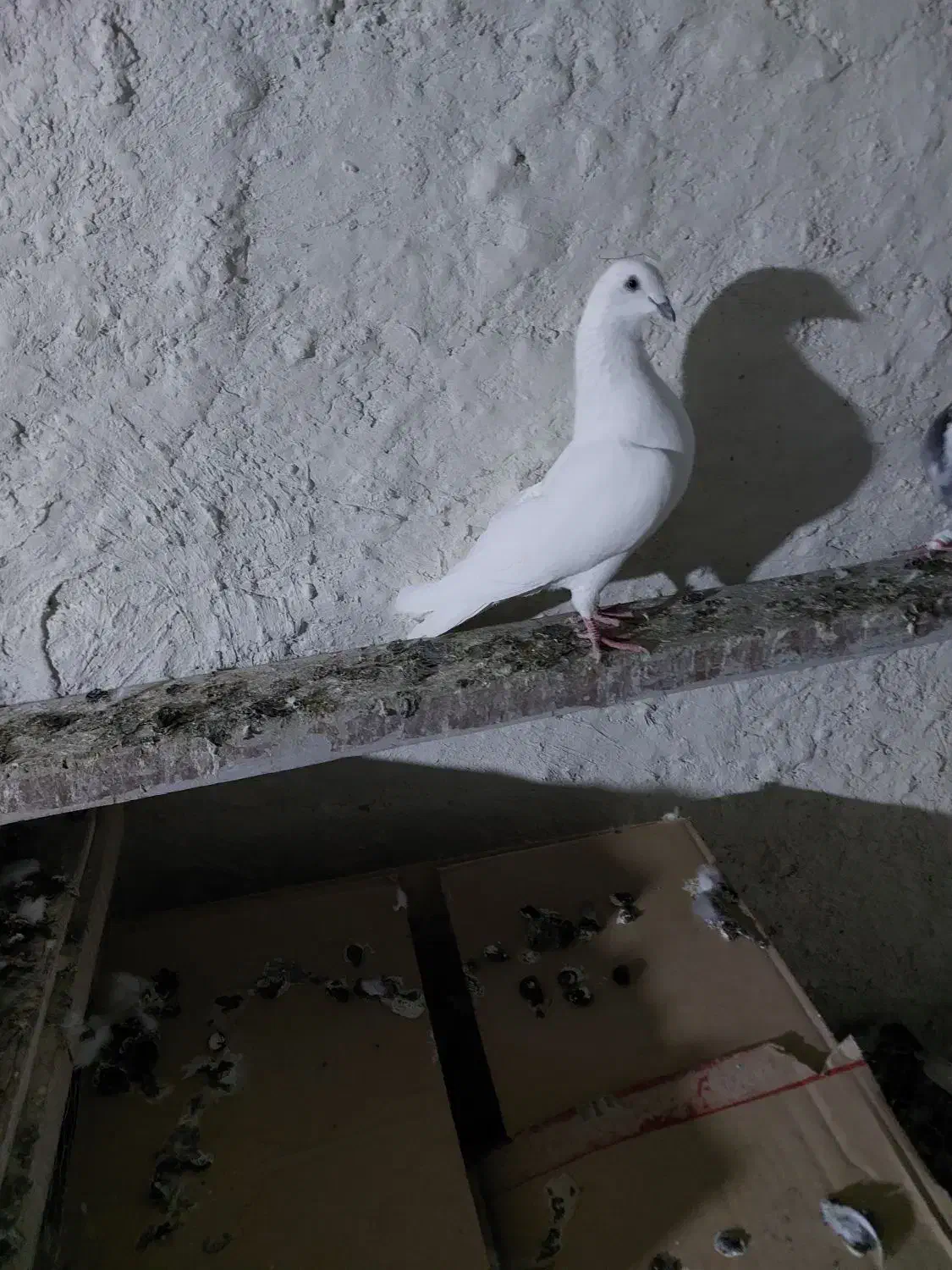 نروماده پرشی|پرنده|نیر (اردبیل), |دیوار