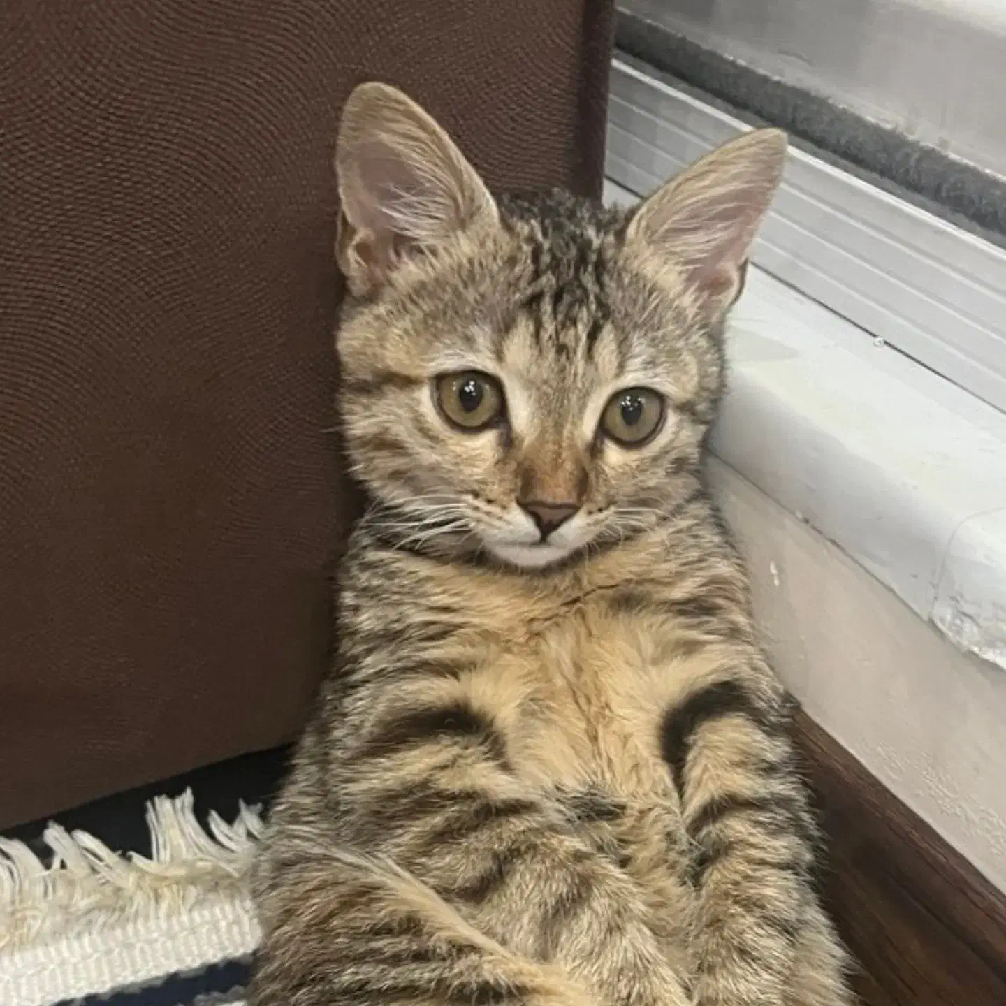 گربه شش ماهه بسیار زیبا|گربه|فردیس, منظریه|دیوار