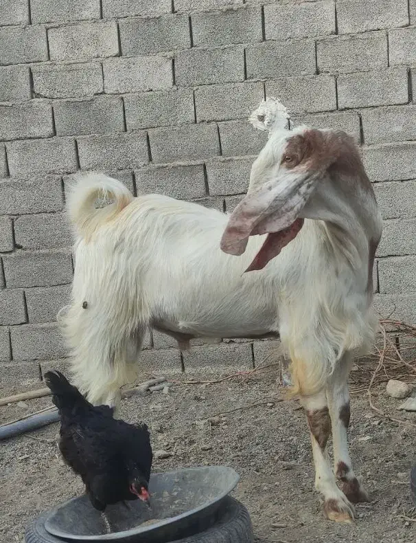 نربز  پاکستانی درجه یک|حیوانات مزرعه|بردسکن, |دیوار