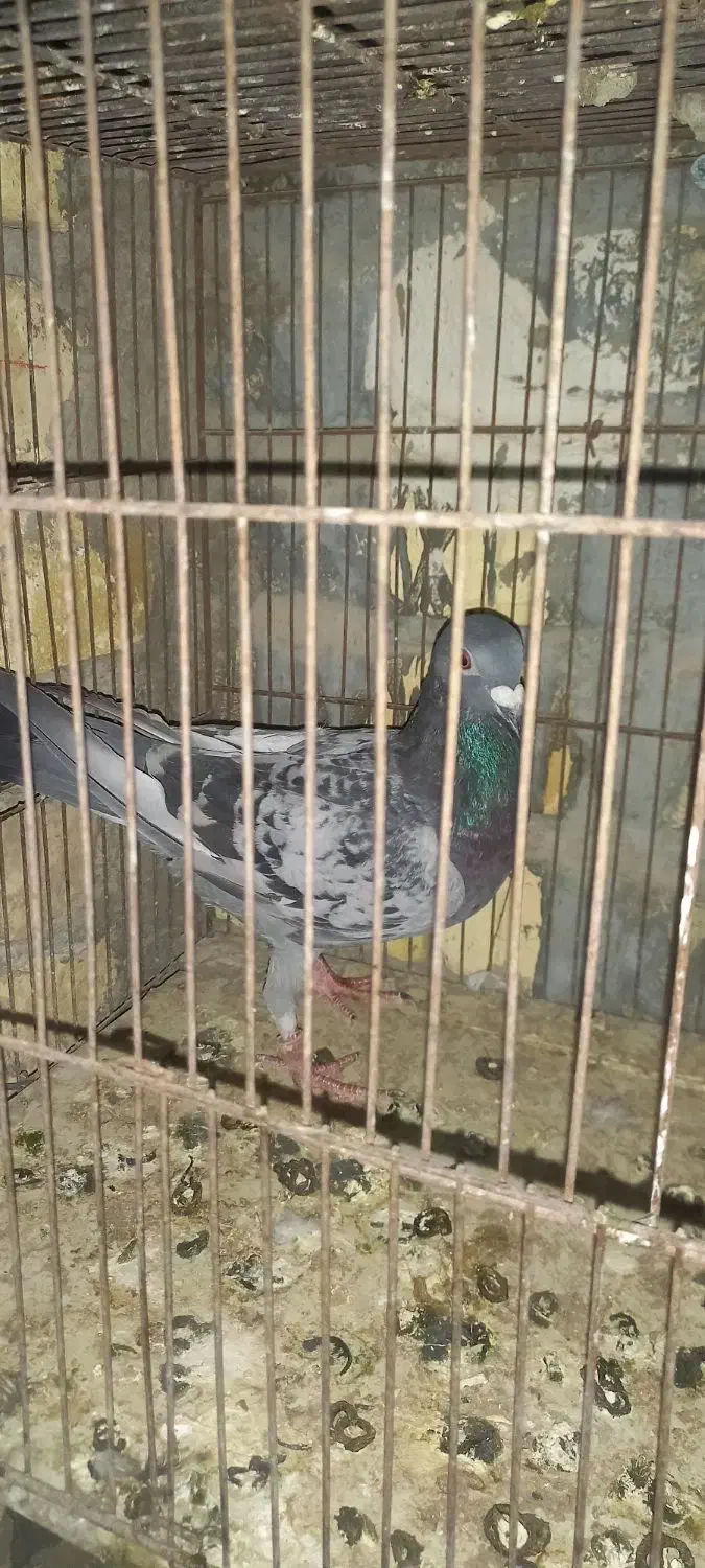 کفتر مسافتی پلاکی|پرنده|کاشان, مزرعه نو|دیوار