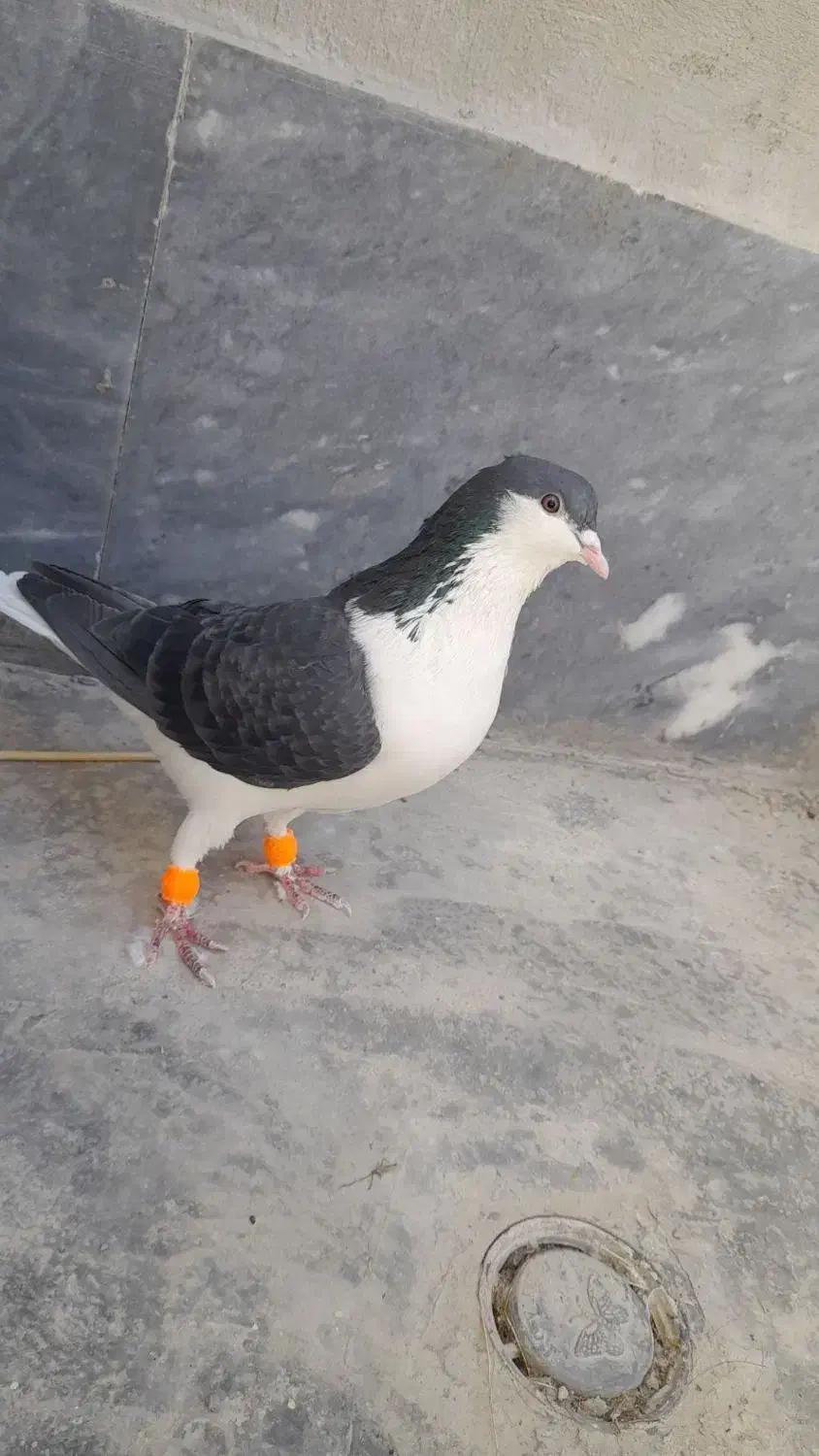 کفتر|پرنده|شیروان (خراسان), |دیوار