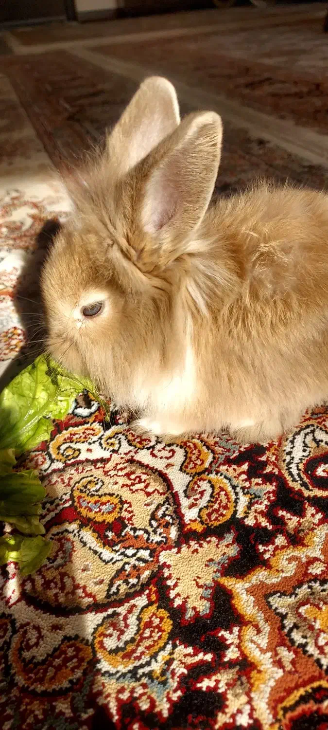 خرگوش مینی لوپ|موش و خرگوش|تهران, جوادیه تهرانپارس|دیوار