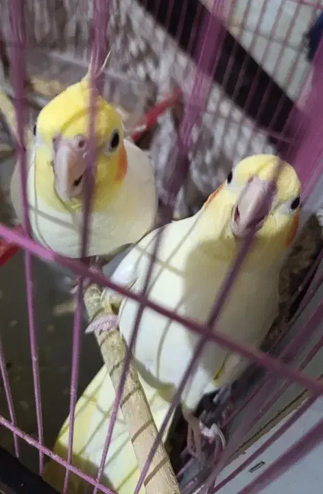 عروس هلندی.|پرنده|هندیجان, |دیوار