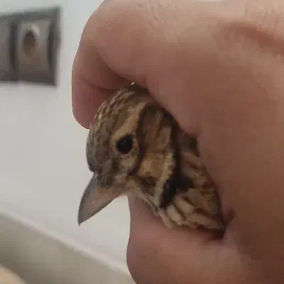 سهره خاکی|پرنده|کرمان, |دیوار