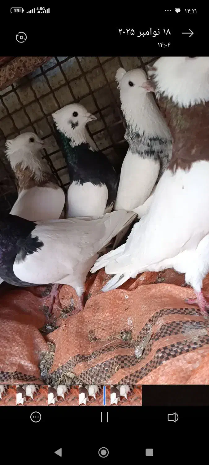 طوقی هفت رنگ|پرنده|بندر ماهشهر, |دیوار