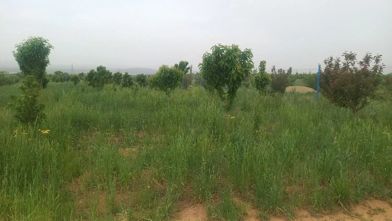 باغ هزار متری معاوضه با خودرو|فروش زمین و ملک کلنگی|زنجان, |دیوار